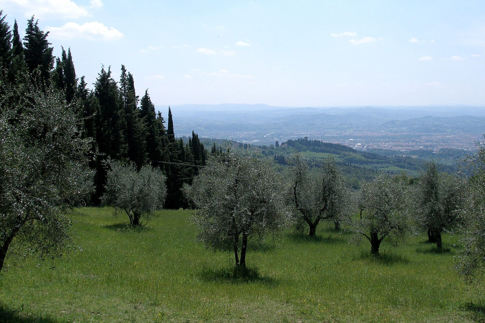 Ulivi su un prato verde e cipressi sulle colline vicino a Settignano, con la piana fiorentina e le colline sullo sfondo
