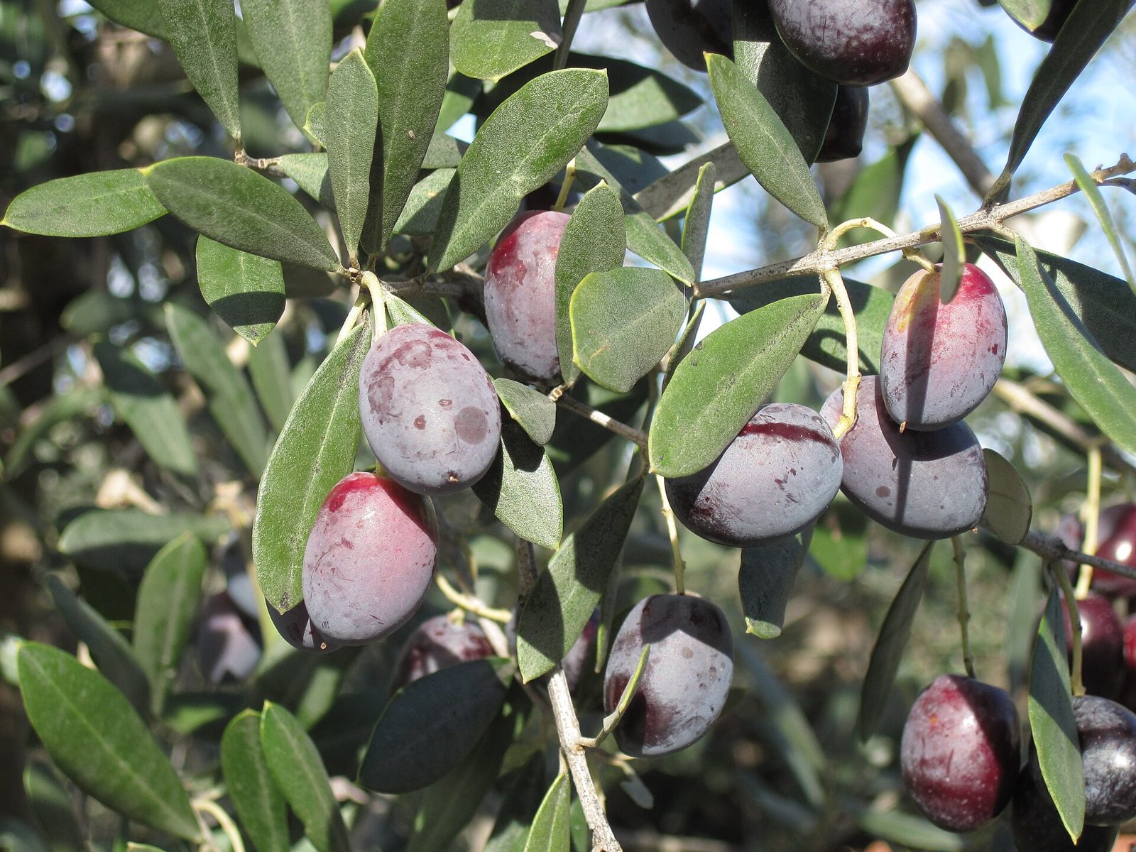 Ramo di ulivo carico di olive mature di colore viola scuro tra foglie verde argento
