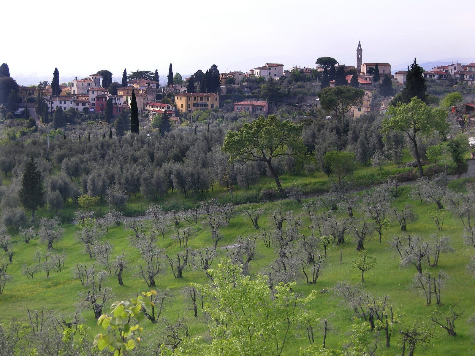 Il borgo di Settignano sulla collina, con case color ocra, un campanile e cipressi, sopra un pendio verde coperto di ulivi
